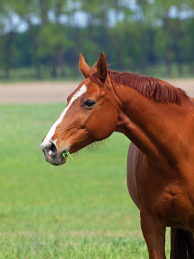 Nutrition in horses