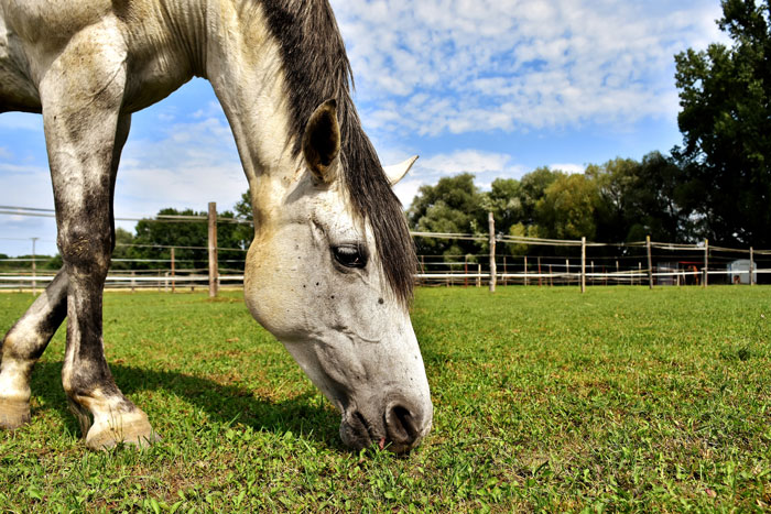 healthful benefits for horses